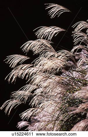 Stock Image - Japanese pampas grass. Fotosearch