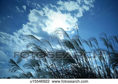 Stock Image - Japanese pampas grass. Fotosearch