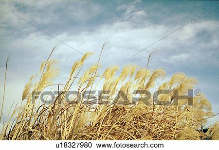 Stock Image - Japanese pampas grass. Fotosearch