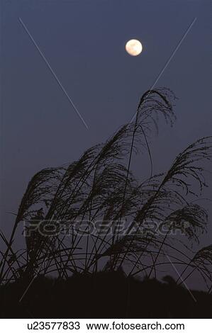 Japanese pampas grass under a full moon View Large Photo Image Stock Image - Japanese pampas grass under a full moon. Fotosearch