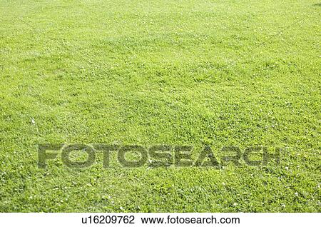 Stock Image - Lawn. Fotosearch