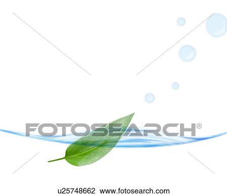 Leaf floating in water View Large Photo Image Stock Image - Leaf floating in water. Fotosearch