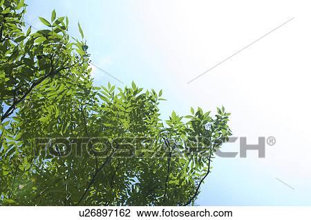 Leafy green branches View Large Photo Image Stock Image - Leafy green branches. Fotosearch