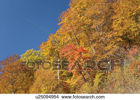 Picture - Low angle view of autumnal forest scene. Fotosearch