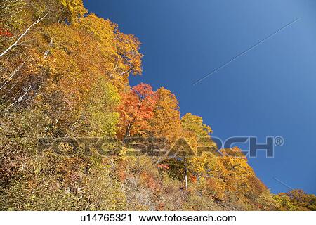 Low angle view of autumnal forest scene View Large Photo Image Stock Image - Low angle view of autumnal forest scene. Fotosearch