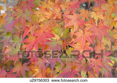 Stock Image - Maple leaves in Autumn colour. Fotosearch