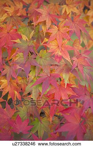 Stock Photograph - Maple leaves in Autumn colour. Fotosearch