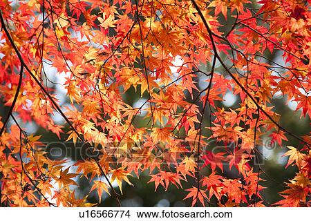 Picture - Maple tree branches in Autumn. Fotosearch