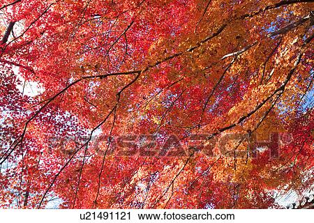 Maple tree branches in Autumn View Large Photo Image Stock Image - Maple tree branches in Autumn. Fotosearch