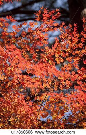 Maple tree branches in Autumn View Large Photo Image Stock Photograph - Maple tree branches in Autumn. Fotosearch