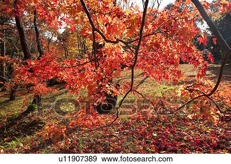 Stock Photo - Maple tree in Autumn. Fotosearch