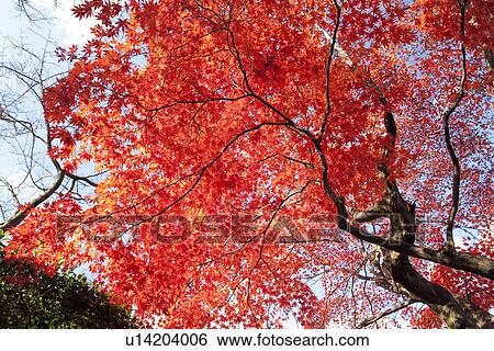 Maple trees in Autumn View Large Photo Image Stock Photograph - Maple trees in Autumn. Fotosearch