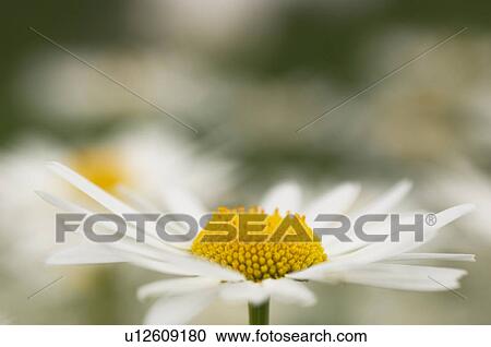 Marguerite flowers View Large Photo Image Stock Image - Marguerite flowers. Fotosearch