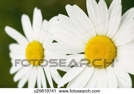 Stock Image - Marguerite flowers. Fotosearch