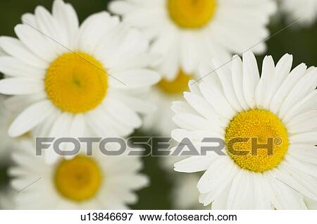 Marguerite flowers View Large Photo Image Stock Photo - Marguerite flowers. Fotosearch