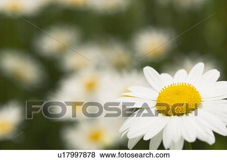 Stock Photo - Marguerite flowers. Fotosearch