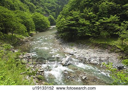 Mountain stream with green trees View Large Photo Image Stock Image - Mountain stream with green trees. Fotosearch