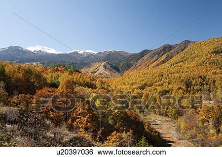 Stock Photograph - Mt Norikura surrounded by Autumn forest. Nagano Prefecture, Japan. Fotosearch