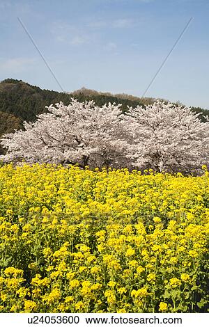 Stock Image - Oilseed rape and cherry trees. Fotosearch
