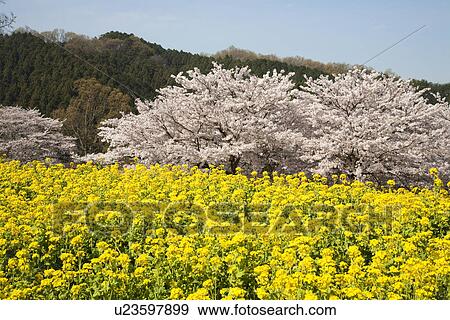 Oilseed rape and cherry trees View Large Photo Image Stock Photo - Oilseed rape and cherry trees. Fotosearch
