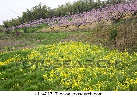 Stock Photo - Oilseed rape and peach trees. Fotosearch