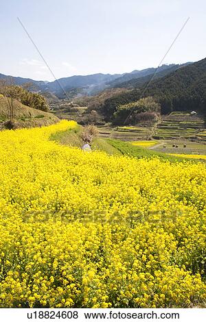 Oilseed rape and terraced field View Large Photo Image Stock Photo - Oilseed rape and terraced field. Fotosearch