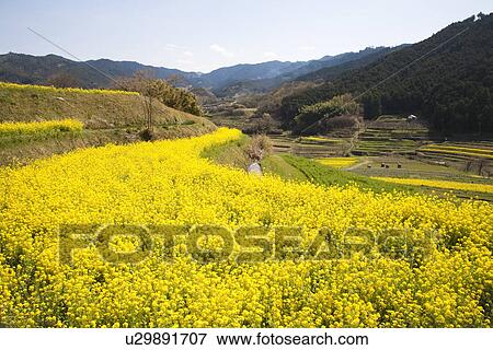 Oilseed rape and terraced field View Large Photo Image Stock Photo - Oilseed rape and terraced field. Fotosearch