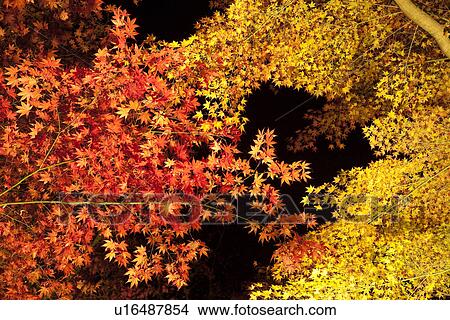 Orange and yellow autumnal Japanese maple leaves at night View Large Photo Image Picture - Orange and yellow autumnal Japanese maple leaves at night. Fotosearch