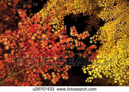Orange and yellow autumnal Japanese maple leaves at night View Large Photo Image Stock Image - Orange and yellow autumnal Japanese maple leaves at night. Fotosearch