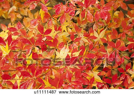 Stock Photo - Orange and yellow leaves in autumn. Fotosearch