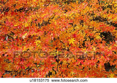 Orange and yellow leaves in autumn View Large Photo Image Stock Photography - Orange and yellow leaves in autumn. Fotosearch