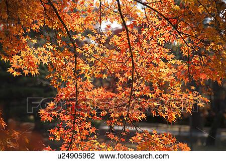 Stock Image - Orange Japanese maple leaves in autumn. Fotosearch