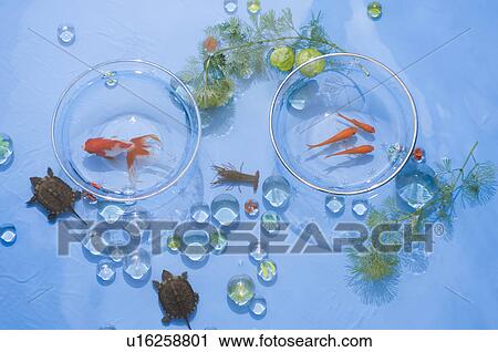 Paddling pool with goldfish in bowls, pond weed and turtles View Large Photo Image Stock Image - Paddling pool with goldfish in bowls, pond weed and turtles. Fotosearch