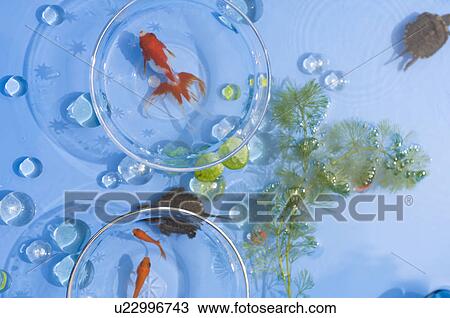 Stock Image - Paddling pool with goldfish in bowls, pond weed and turtles. Fotosearch
