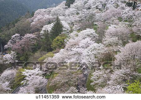 Park cherry trees, Yoshino, Nara Prefecture, Japan View Large Photo Image Stock Photo - Park cherry trees, Yoshino, Nara Prefecture, Japan. Fotosearch