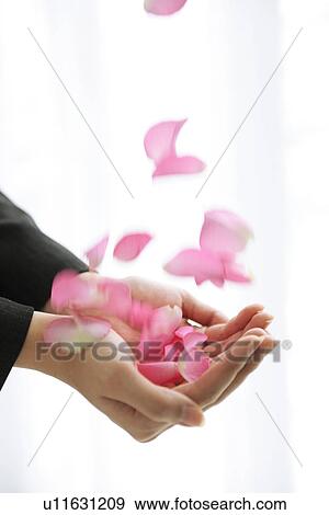 Person catching pink petals View Large Photo Image Stock Photo - Person catching pink petals. Fotosearch