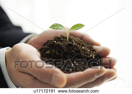 Person holding a seedling growing in soil View Large Photo Image Stock Image - Person holding a seedling growing in soil. Fotosearch