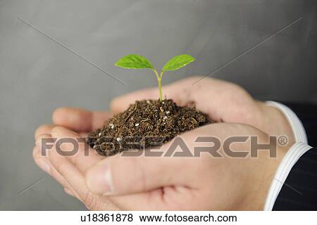 Stock Photo - Person holding a seedling growing in soil. Fotosearch