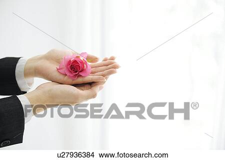 Person holding pink rose View Large Photo Image Picture - Person holding pink rose. Fotosearch