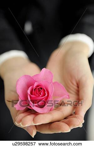 Person holding pink rose View Large Photo Image Stock Photo - Person holding pink rose. Fotosearch