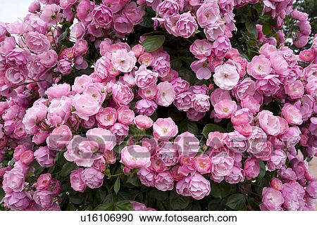 Stock Image - Pink camellia flowers. Fotosearch