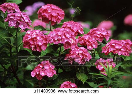 Stock Photograph - Pink hydrangea flowers. Fotosearch