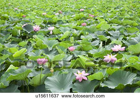 Stock Photo - Pink lotus flowers and lilypads. Fotosearch