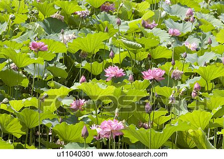 Pink lotus flowers View Large Photo Image Stock Image - Pink lotus flowers. Fotosearch