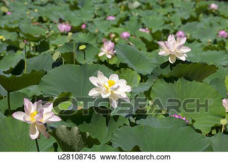 Pink lotus flowers View Large Photo Image Stock Photography - Pink lotus flowers. Fotosearch