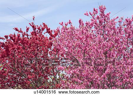 Pink peach blossoms View Large Photo Image Stock Photograph - Pink peach blossoms. Fotosearch