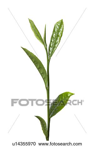Plant View Large Photo Image Stock Image - Plant. Fotosearch