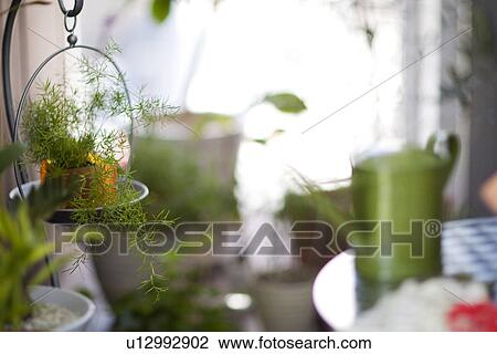 Stock Image - Pot plant in a hanging basket and a watering can. Fotosearch