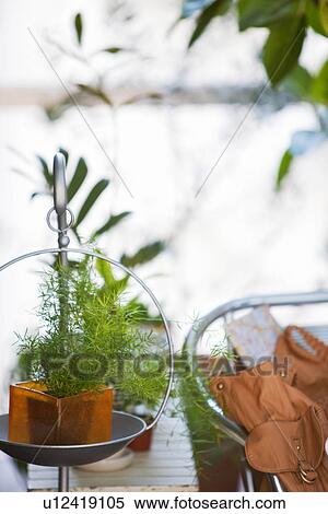 Stock Photography - Pot plant in a hanging basket. Fotosearch