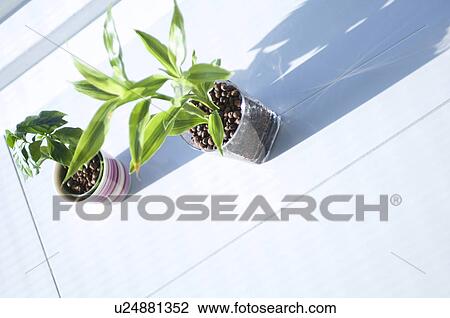 Pot plants getting some sun outside View Large Photo Image Stock Image - Pot plants getting some sun outside. Fotosearch